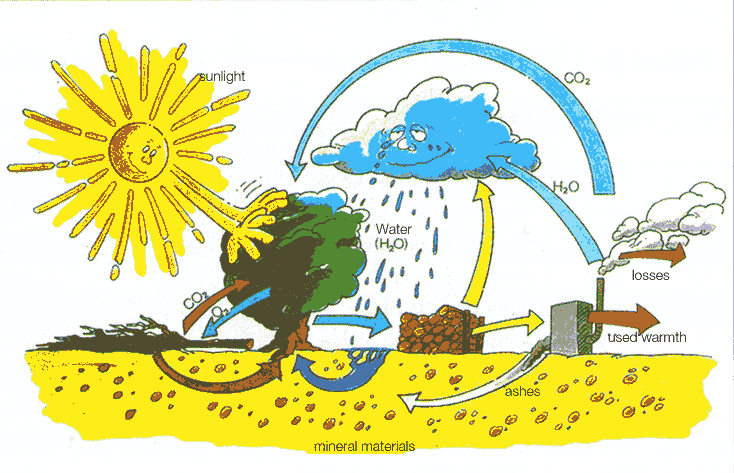 Quang hợp là gì và quá trình quang hợp diễn ra như thế nào?