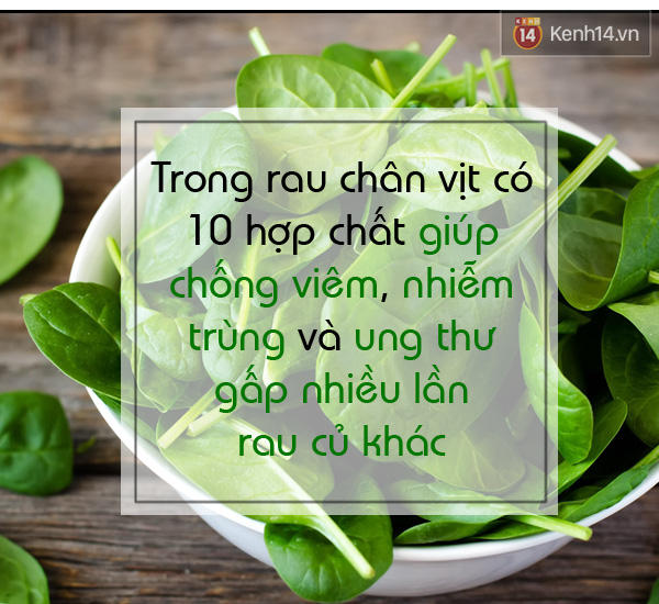 Rau Chân Vịt Là Gì? Tìm Hiểu Về Rau Chân Vịt Là Gì?