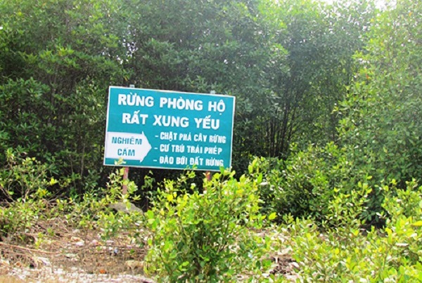 Rừng Phòng Hộ Là Gì? Tìm Hiểu Về Rừng Phòng Hộ Là Gì?