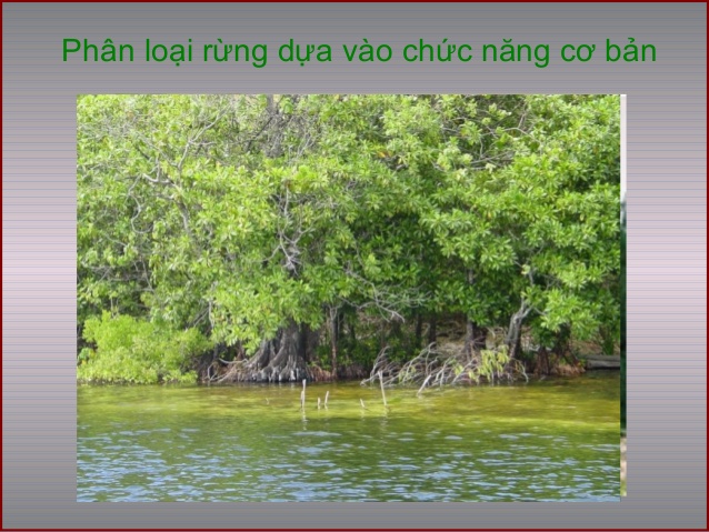 Rừng Phòng Hộ Là Gì? Tìm Hiểu Về Rừng Phòng Hộ Là Gì?