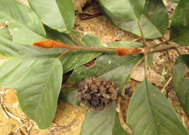 Sách đỏ Việt Nam là gì và động vật nào có trong sách đỏ VN?