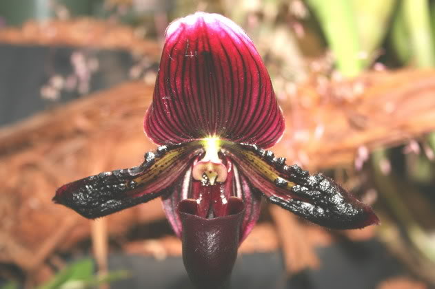 Sách đỏ Việt Nam là gì và động vật nào có trong sách đỏ VN?