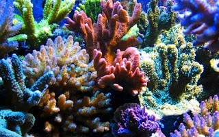 San hô là gì và đặc điểm của san hô như thế nào?