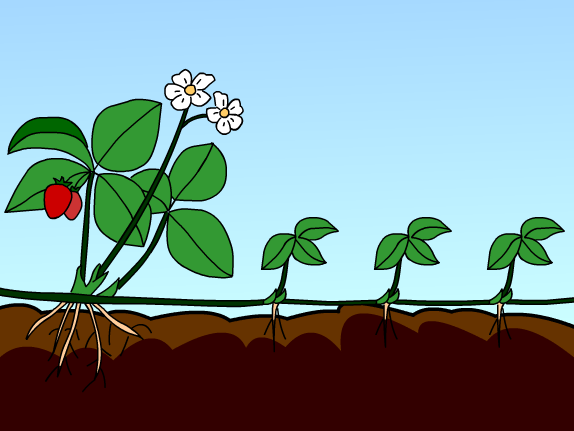 Sinh Sản Vô Tính Là Gì? Tìm Hiểu Về Sinh Sản Vô Tính Là Gì?