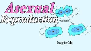 Sinh Sản Vô Tính Là Gì? Tìm Hiểu Về Sinh Sản Vô Tính Là Gì?