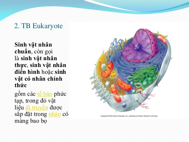 Sinh vật nhân chuẩn là gì và đặc điểm sinh vật nhân chuẩn?