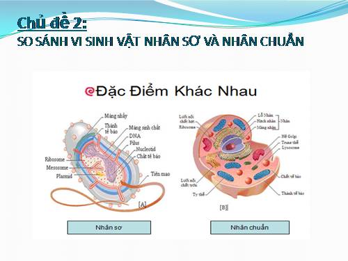 Sinh vật nhân chuẩn là gì và đặc điểm sinh vật nhân chuẩn?