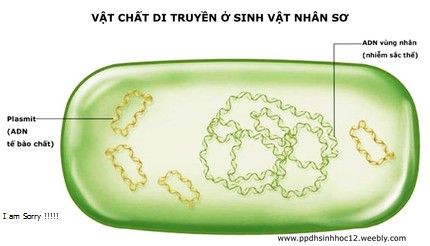 Sinh vật nhân sơ là gì và đặc trưng tế bào sinh vật nhân sơ?