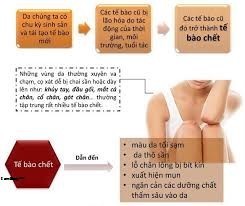 Tế Bào Chết Là Gì? Tìm Hiểu Về Tế Bào Chết Là Gì?