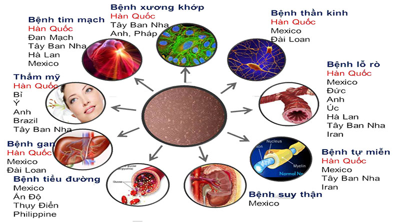 Tế Bào Gốc Là Gì? Tìm Hiểu Về Tế Bào Gốc Là Gì?