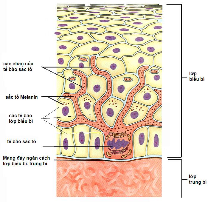 Tế Bào Sắc Tố Là Gì? Biểu hiện tế bào sắc tố ở động vật?