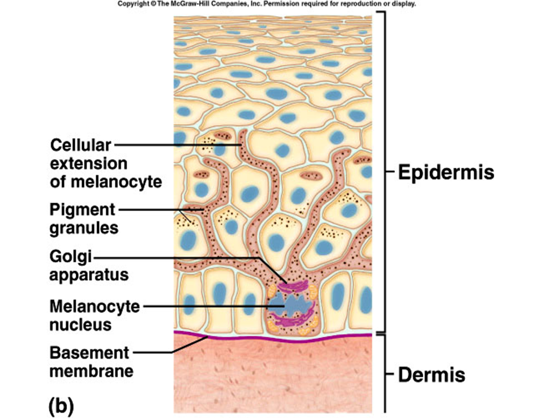 Tế Bào Sắc Tố Là Gì? Biểu hiện tế bào sắc tố ở động vật?