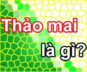Thảo Mai Là Gì? Tìm Hiểu Về Thảo Mai Là Gì?