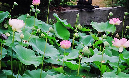 Thực Vật Biểu Sinh Là Gì? Tìm Hiểu Về Thực Vật Biểu Sinh Là Gì?