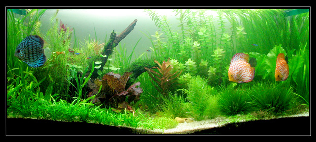 Thực Vật Biểu Sinh Là Gì? Tìm Hiểu Về Thực Vật Biểu Sinh Là Gì?