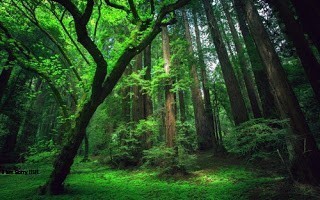 Thực vật là gì và những khả năng kỳ diệu của thực vật?