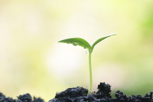 Thực vật là gì và những khả năng kỳ diệu của thực vật?