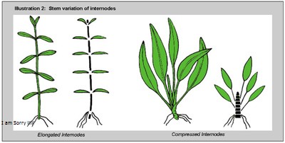 Thực vật thủy sinh là gì? Đặc điểm của thực vật thủy sinh?
