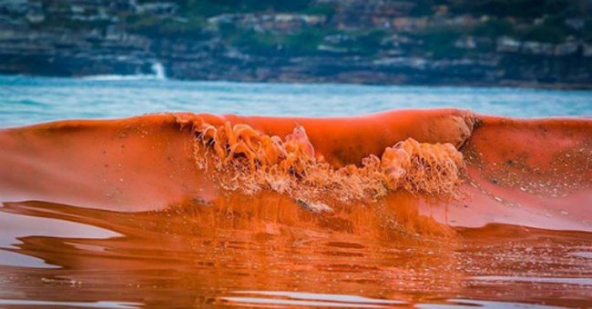 Thủy Triều Đỏ Là Gì? Tìm Hiểu Về Thủy Triều Đỏ Là Gì?