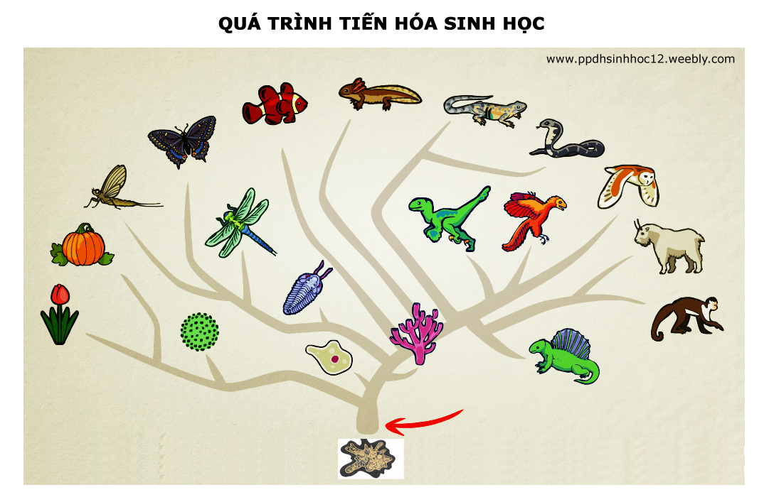 Tiến hóa là gì và quá trình tiến hóa diễn ra như thế nào?