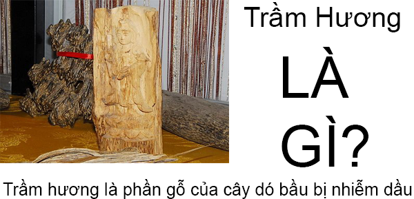 Trầm Hương Là Gì? Tìm Hiểu Về Trầm Hương Là Gì?