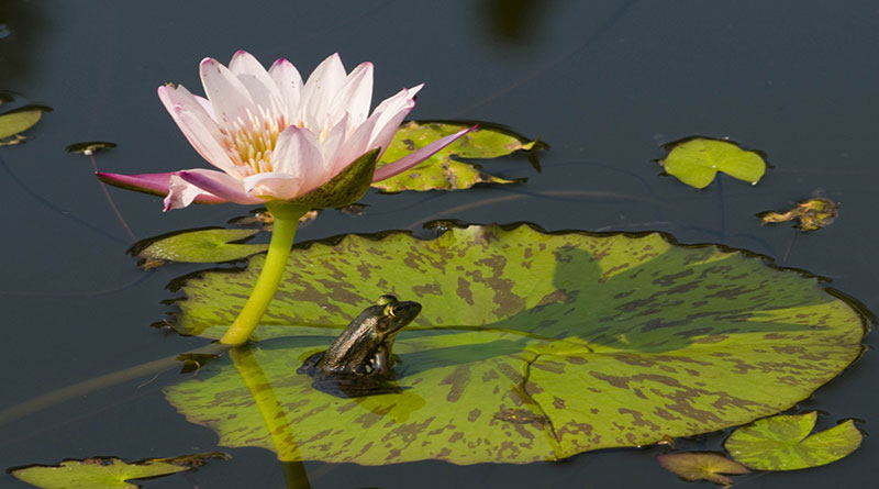 Truyện ngụ ngôn là gì và các bài học được rút ra từ nó?