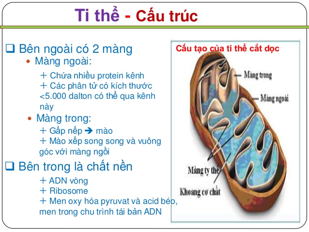 Ty Thể Là Gì? Tìm Hiểu Về Ty Thể Là Gì?