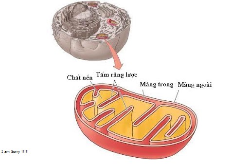Ty Thể Là Gì? Tìm Hiểu Về Ty Thể Là Gì?