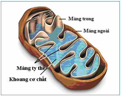 Ty Thể Là Gì? Tìm Hiểu Về Ty Thể Là Gì?