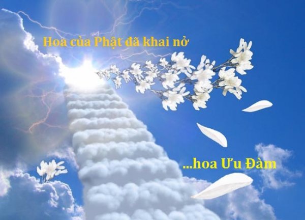 Tìm Hiểu Về Ưu Đàm Bà La Hoa Là Gì?