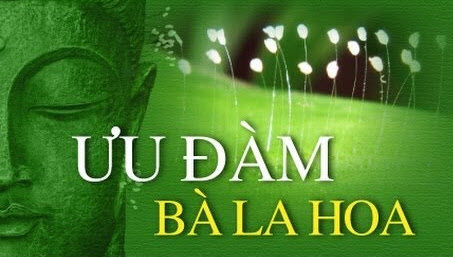 Tìm Hiểu Về Ưu Đàm Bà La Hoa Là Gì?