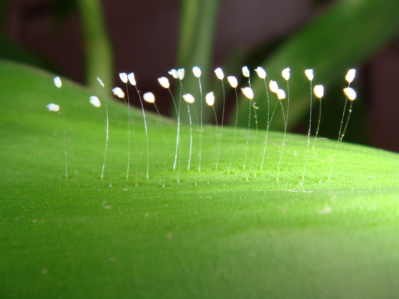 Tìm Hiểu Về Ưu Đàm Bà La Hoa Là Gì?