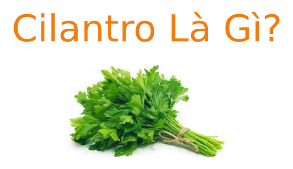 Cilantro là gì? Công dụng của Cilantro