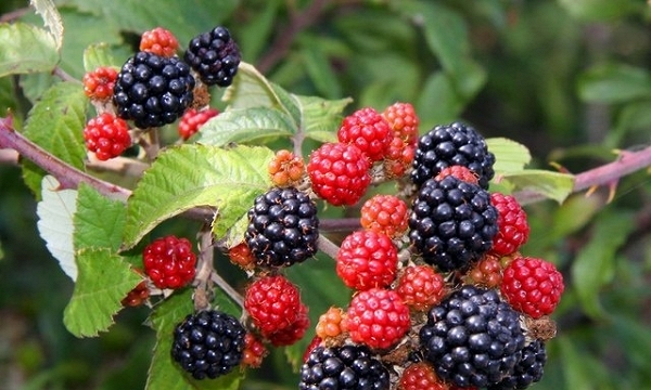 Raspberry là quả gì? Công dụng tuyệt vời của Raspberry