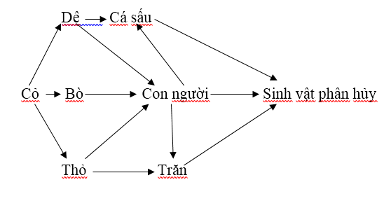 Chuỗi thức ăn là gì và phân loại chuỗi thức ăn hiện nay?