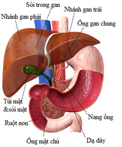 bệnh gan