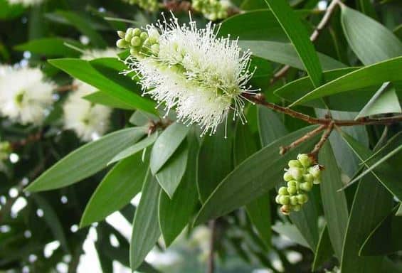 Tràm Gió là cây gì? Đặc điểm riêng của cây Tràm Gió