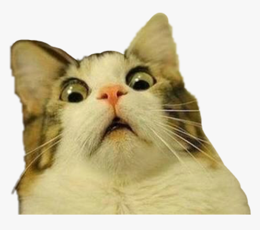 Meme là gì? Các định dạng của meme