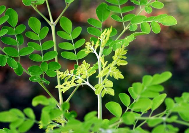 Cây chùm ngây là cây gì? Tìm hiểu về Cây chùm ngây