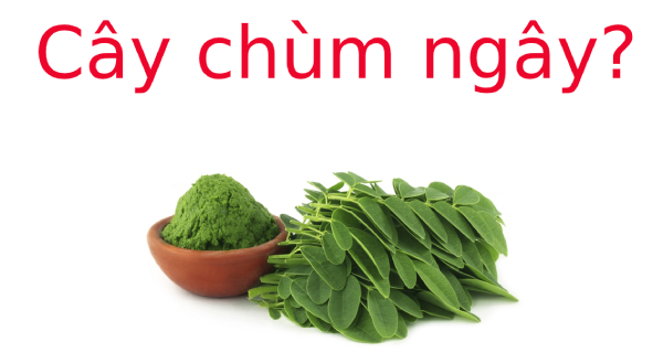 Cây chùm ngây là cây gì? Tìm hiểu về Cây chùm ngây