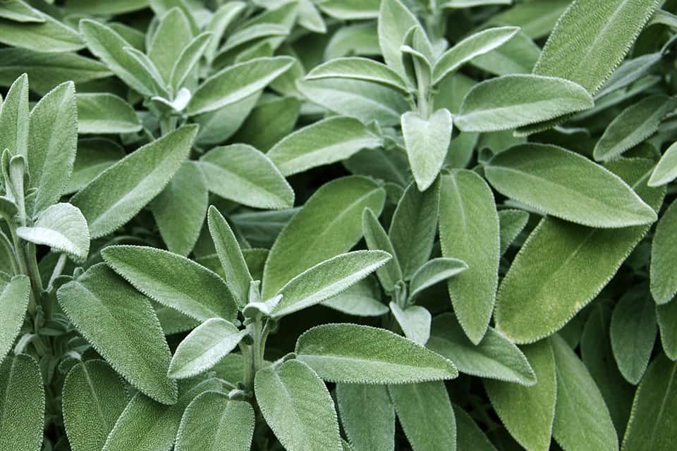 Xô Thơm là cây gì? Công dụng của Xô Thơm