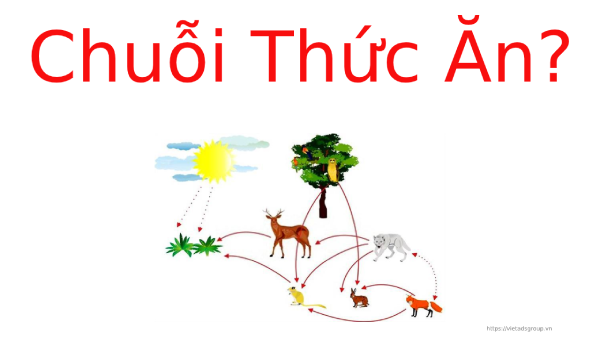Chuỗi thức ăn là gì và phân loại chuỗi thức ăn hiện nay?