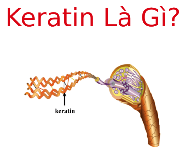 Keratin là gì? Cách sử dụng Keratin tại nhà