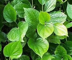 Điều trị bệnh viêm khớp cùng chậu bằng bài thuốc dân gian
