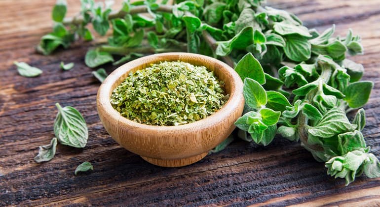 Oregano là gì? Oregano có chữa bệnh được như lời đồn?