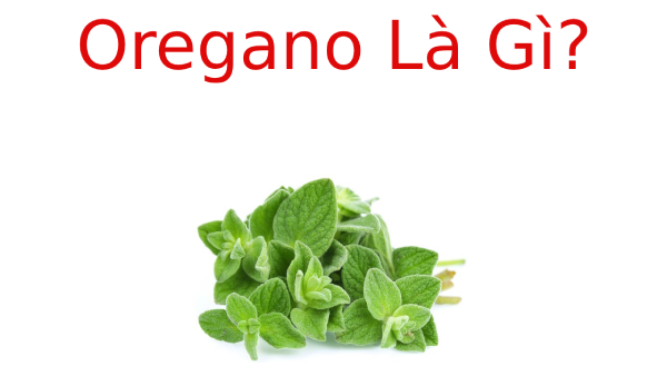 Oregano là gì? Oregano có chữa bệnh được như lời đồn?