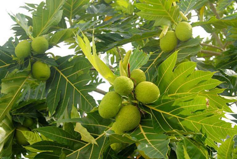 Sake là quả gì? Các công dụng tuyệt vời của Sake