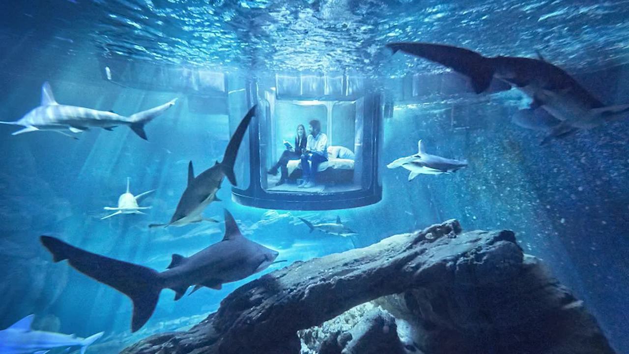 Shark Tank Là Gì? Cách Thức Tham Gia Shark tank