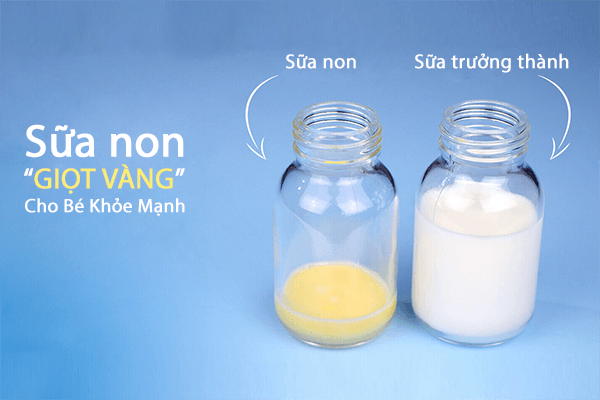 Sữa non là gì? Sữa Non có tác dụng gì đặc biệt?