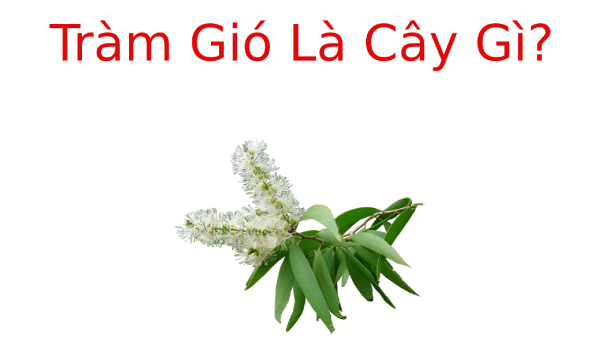 Tràm Gió là cây gì? Đặc điểm riêng của cây Tràm Gió